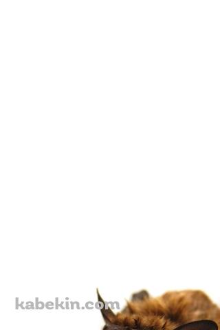 コウモリのAndroidの壁紙(320px x 480px) スマホ用