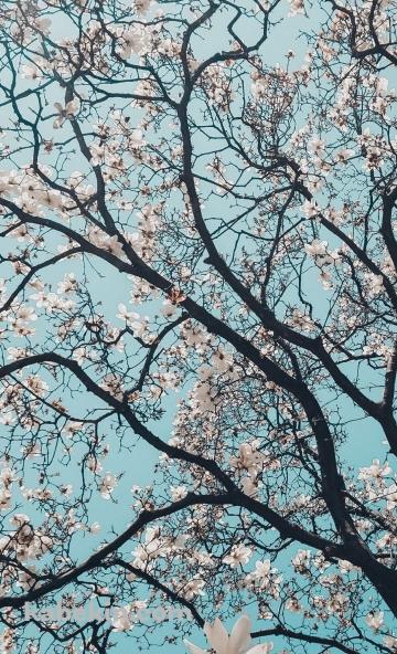 東京の桜 花見のAndroidの壁紙(360px x 592px) スマホ用
