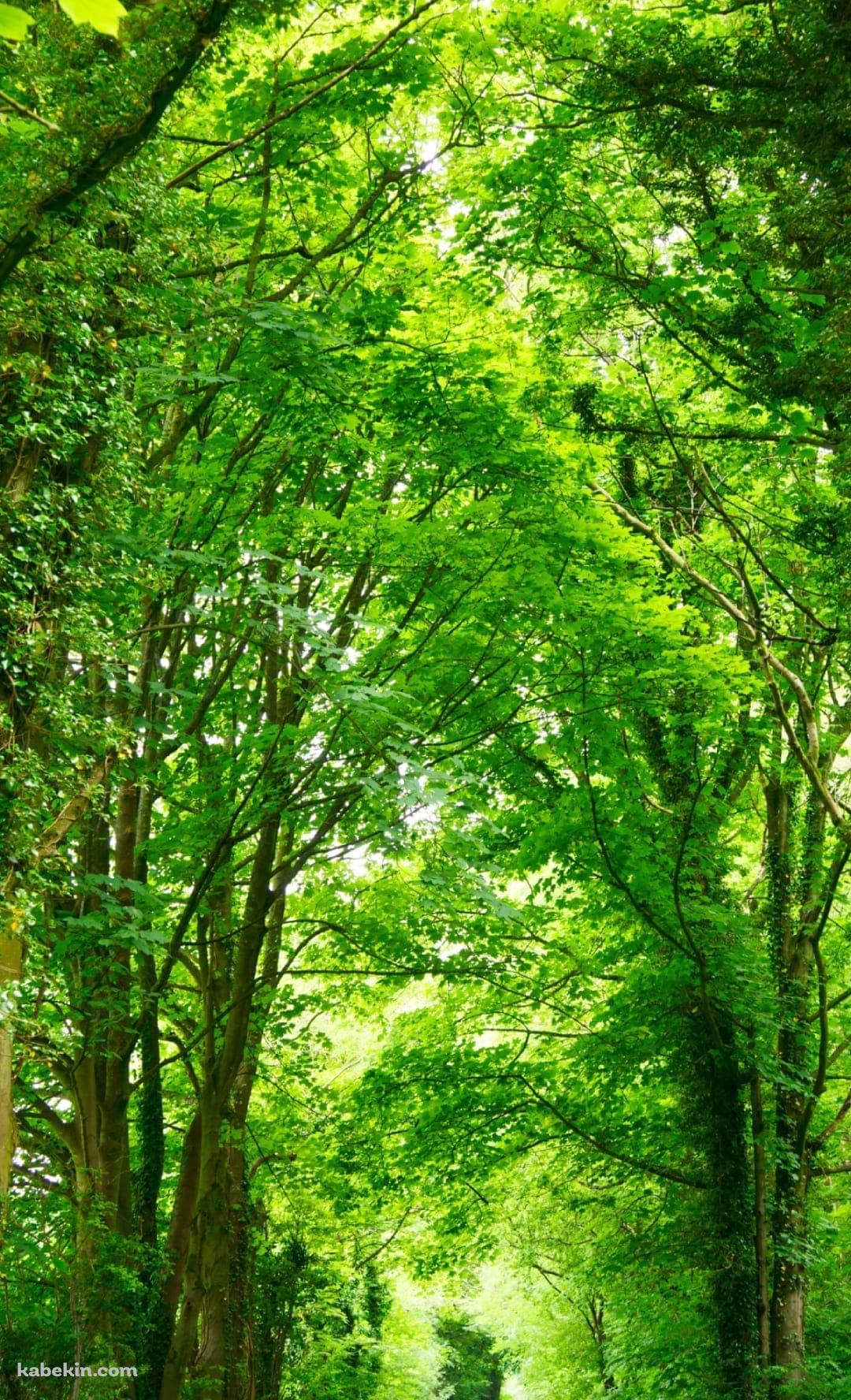 春の新緑の並木道のAndroidの壁紙(1080px x 1776px) スマホ用