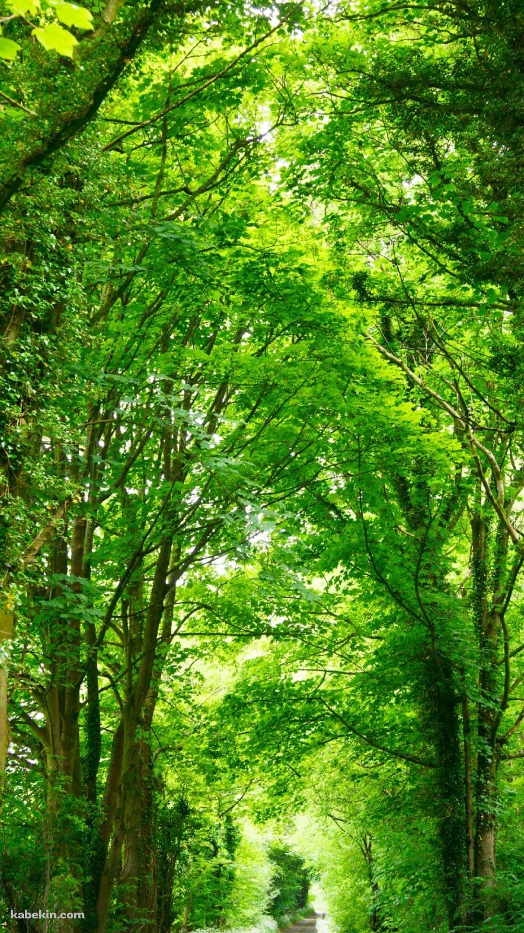 春の新緑の並木道のAndroidの壁紙(1080px x 1920px) スマホ用