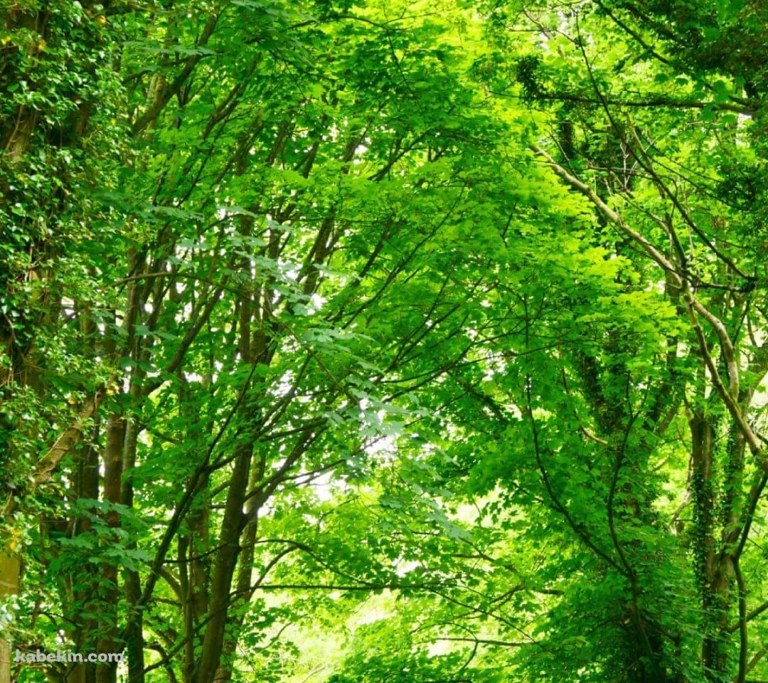 春の新緑の並木道のAndroidの壁紙(1080px x 960px) スマホ用