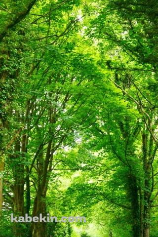 春の新緑の並木道のAndroidの壁紙(320px x 480px) スマホ用