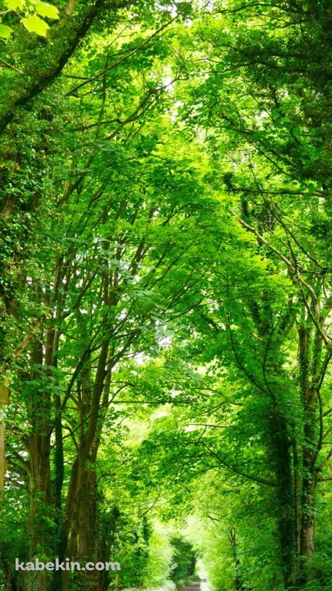 春の新緑の並木道のAndroidの壁紙(480px x 854px) スマホ用