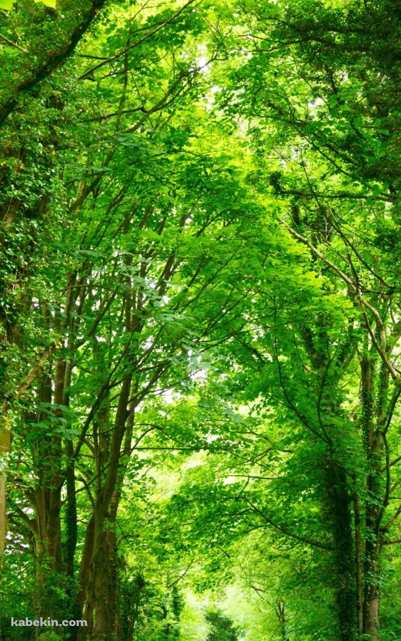 春の新緑の並木道のAndroidの壁紙(800px x 1280px) スマホ用