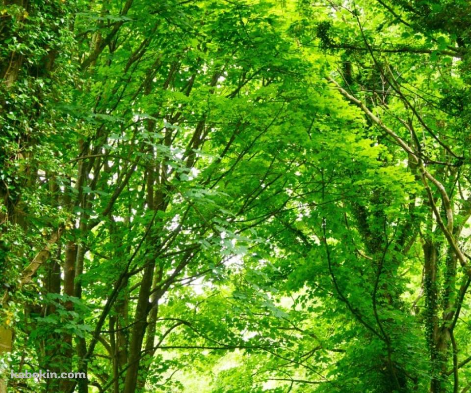 春の新緑の並木道のAndroidの壁紙(960px x 800px) スマホ用