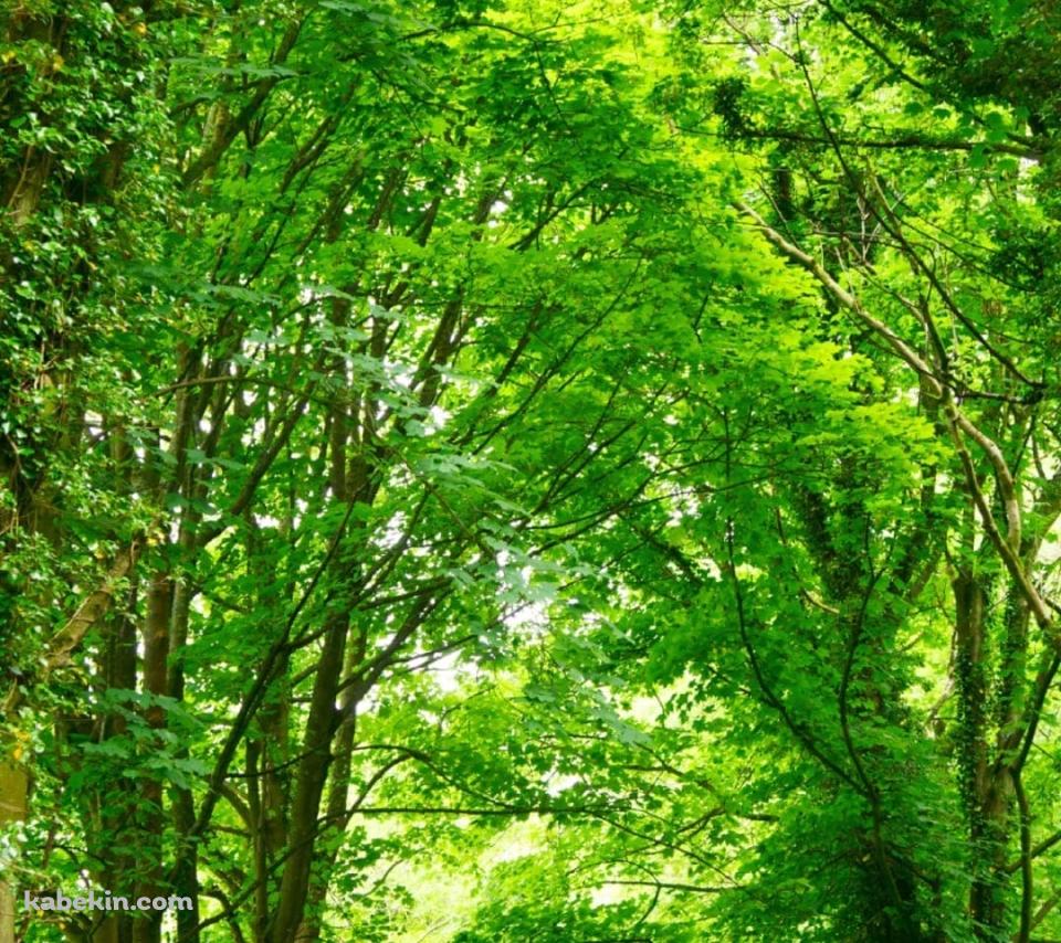 春の新緑の並木道のAndroidの壁紙(960px x 854px) スマホ用