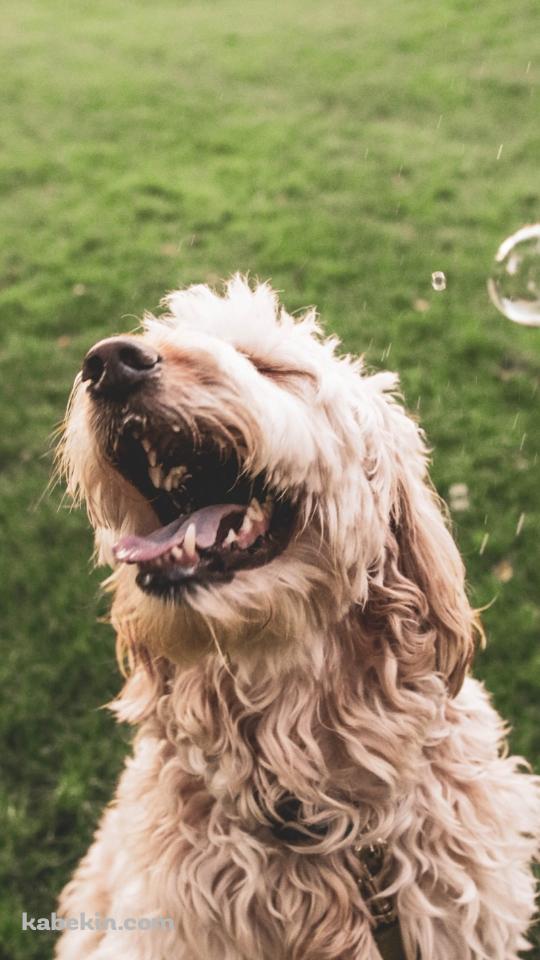 シャボン玉と戯れる犬のAndroidの壁紙(540px x 960px) スマホ用