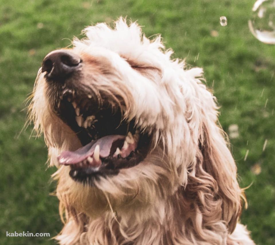 シャボン玉と戯れる犬のAndroidの壁紙(960px x 854px) スマホ用