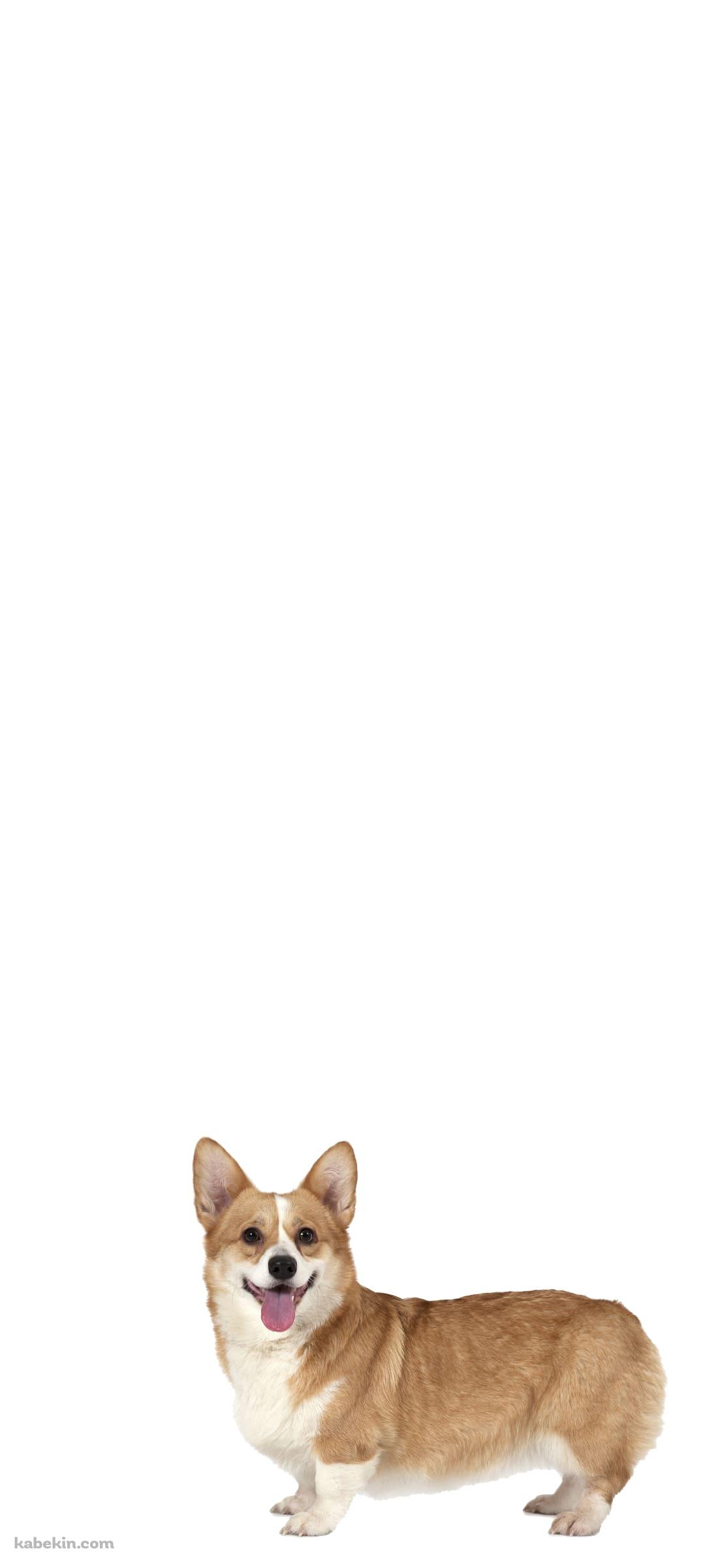 ウェルシュ・コーギー 犬のAndroidの壁紙(1080px x 2400px) スマホ用