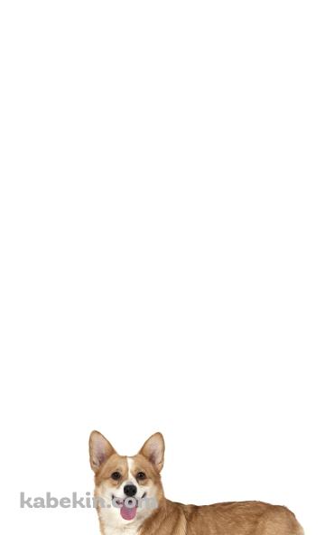 ウェルシュ・コーギー 犬のAndroidの壁紙(360px x 592px) スマホ用