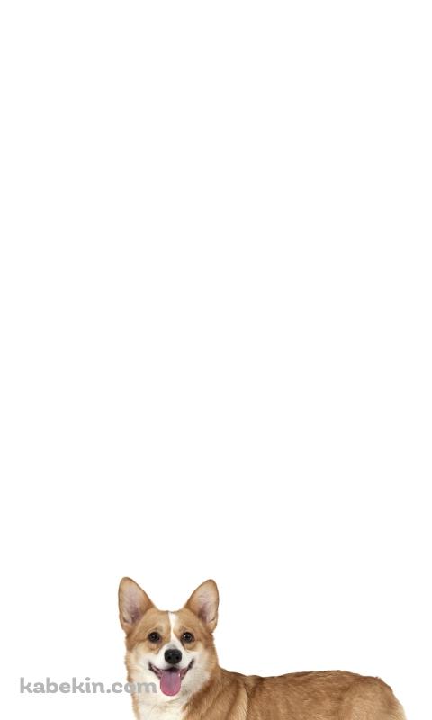 ウェルシュ・コーギー 犬のAndroidの壁紙(480px x 800px) スマホ用