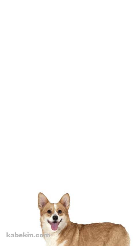 ウェルシュ・コーギー 犬のAndroidの壁紙(480px x 854px) スマホ用
