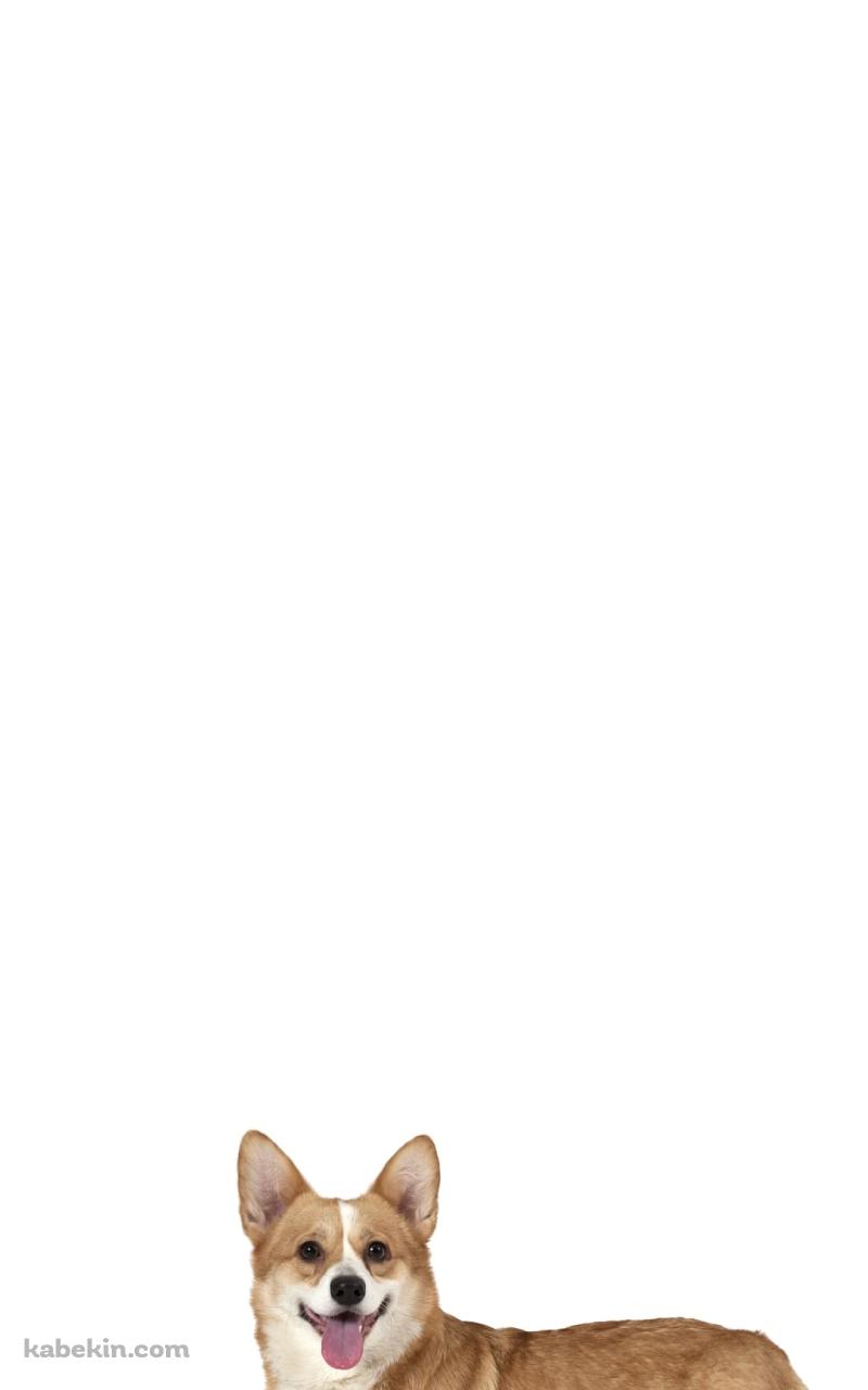 ウェルシュ・コーギー 犬のAndroidの壁紙(800px x 1280px) スマホ用