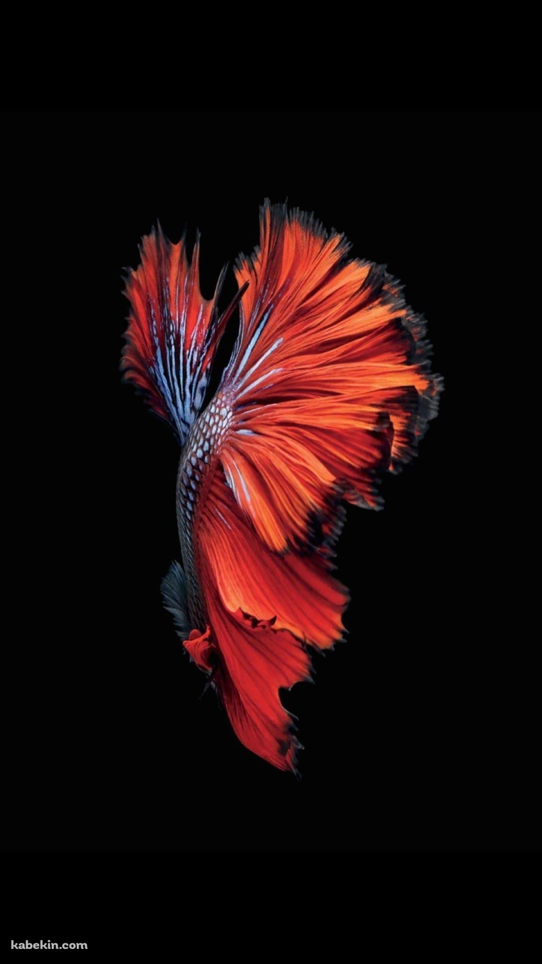綺麗な赤い魚のAndroidの壁紙(1080px x 1920px) スマホ用