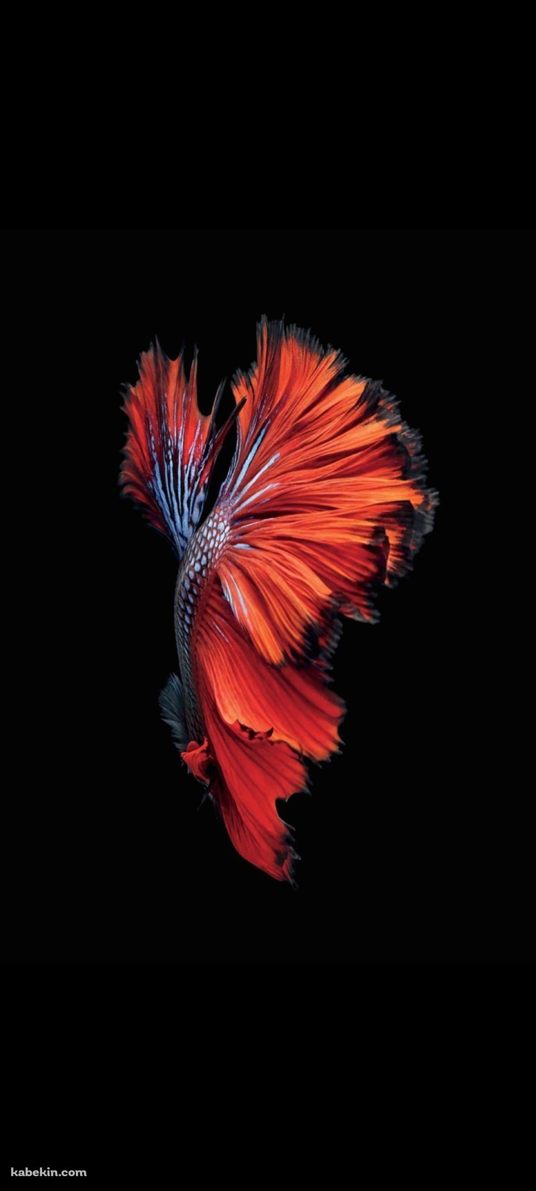 綺麗な赤い魚のAndroidの壁紙(1080px x 2400px) スマホ用