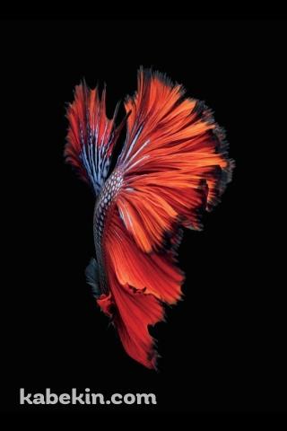 綺麗な赤い魚のAndroidの壁紙(320px x 480px) スマホ用