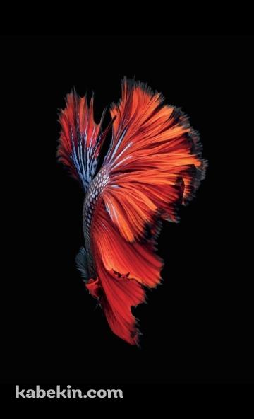 綺麗な赤い魚のAndroidの壁紙(360px x 592px) スマホ用