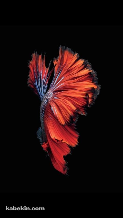 綺麗な赤い魚のAndroidの壁紙(480px x 854px) スマホ用