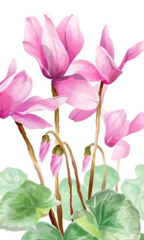 シクラメンのAndroidの壁紙(480px x 800px) スマホ用