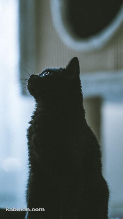 斜め上を見つめる黒猫のAndroidの壁紙(480px x 854px) スマホ用