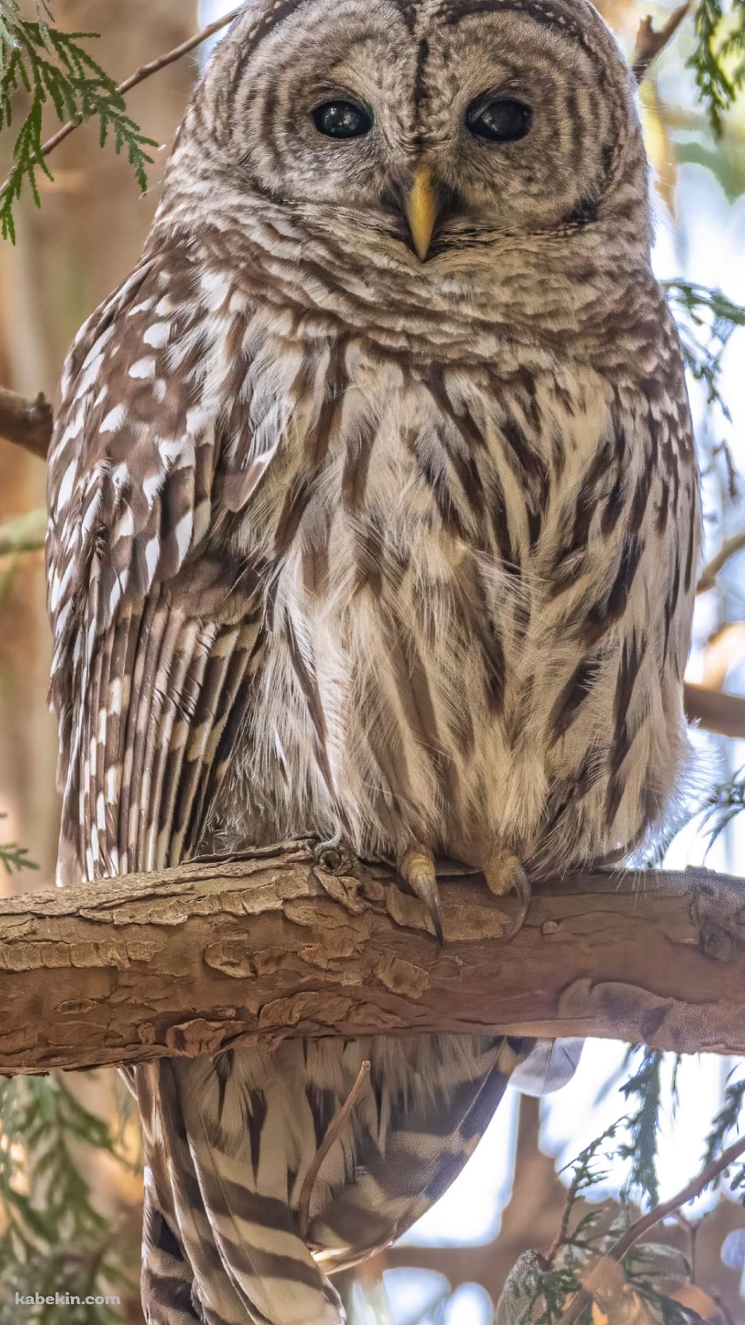 アメリカフクロウのAndroidの壁紙(1080px x 1920px) スマホ用