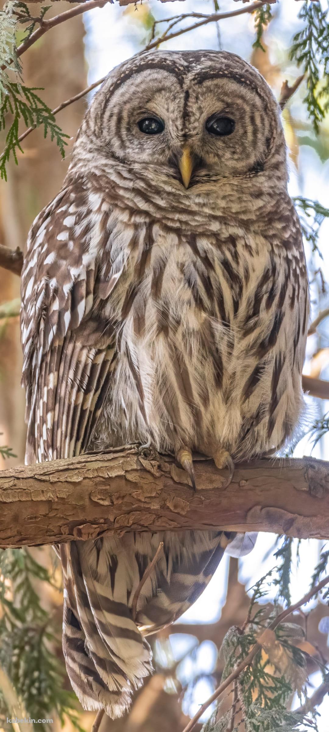 アメリカフクロウのAndroidの壁紙(1080px x 2400px) スマホ用