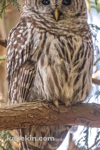 アメリカフクロウのAndroidの壁紙(320px x 480px) スマホ用