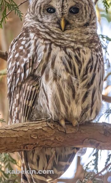 アメリカフクロウのAndroidの壁紙(360px x 592px) スマホ用