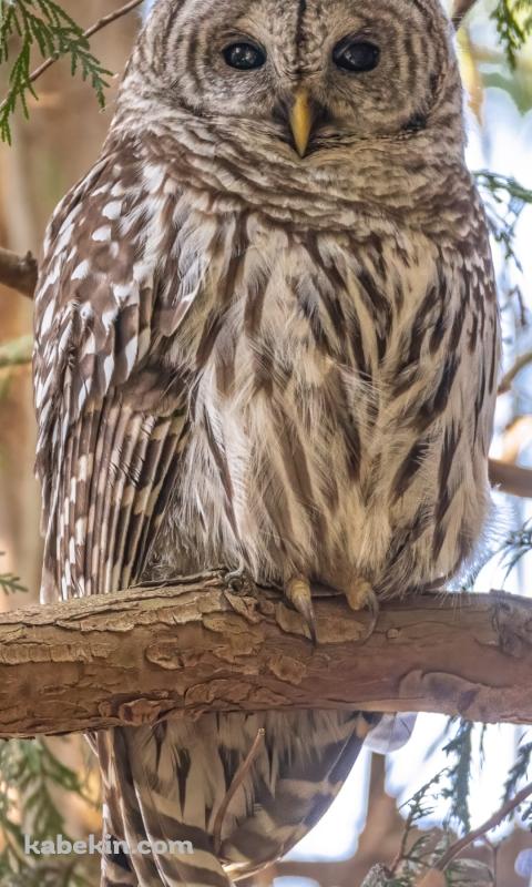 アメリカフクロウのAndroidの壁紙(480px x 800px) スマホ用