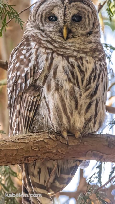 アメリカフクロウのAndroidの壁紙(480px x 854px) スマホ用