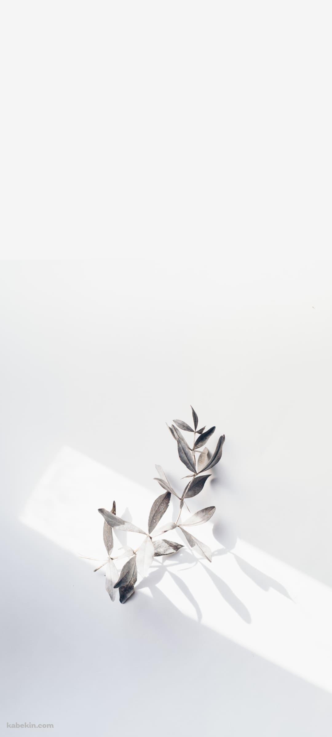 壁にかかった白い花のAndroidの壁紙(1080px x 2400px) スマホ用