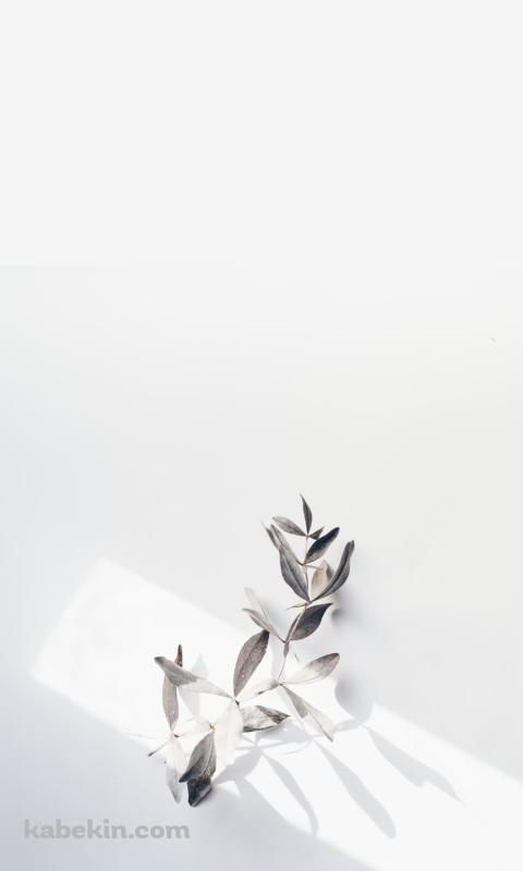 壁にかかった白い花のAndroidの壁紙(480px x 800px) スマホ用