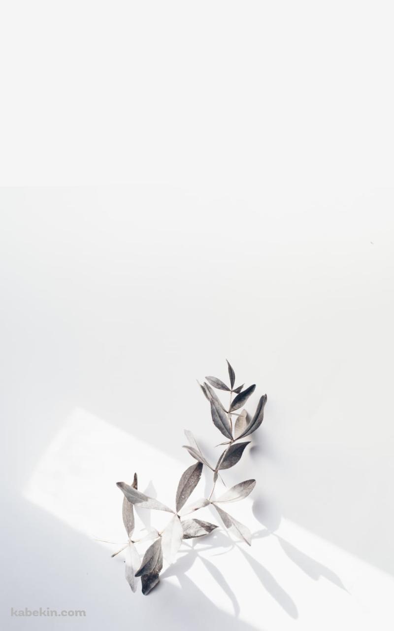 壁にかかった白い花のAndroidの壁紙(800px x 1280px) スマホ用