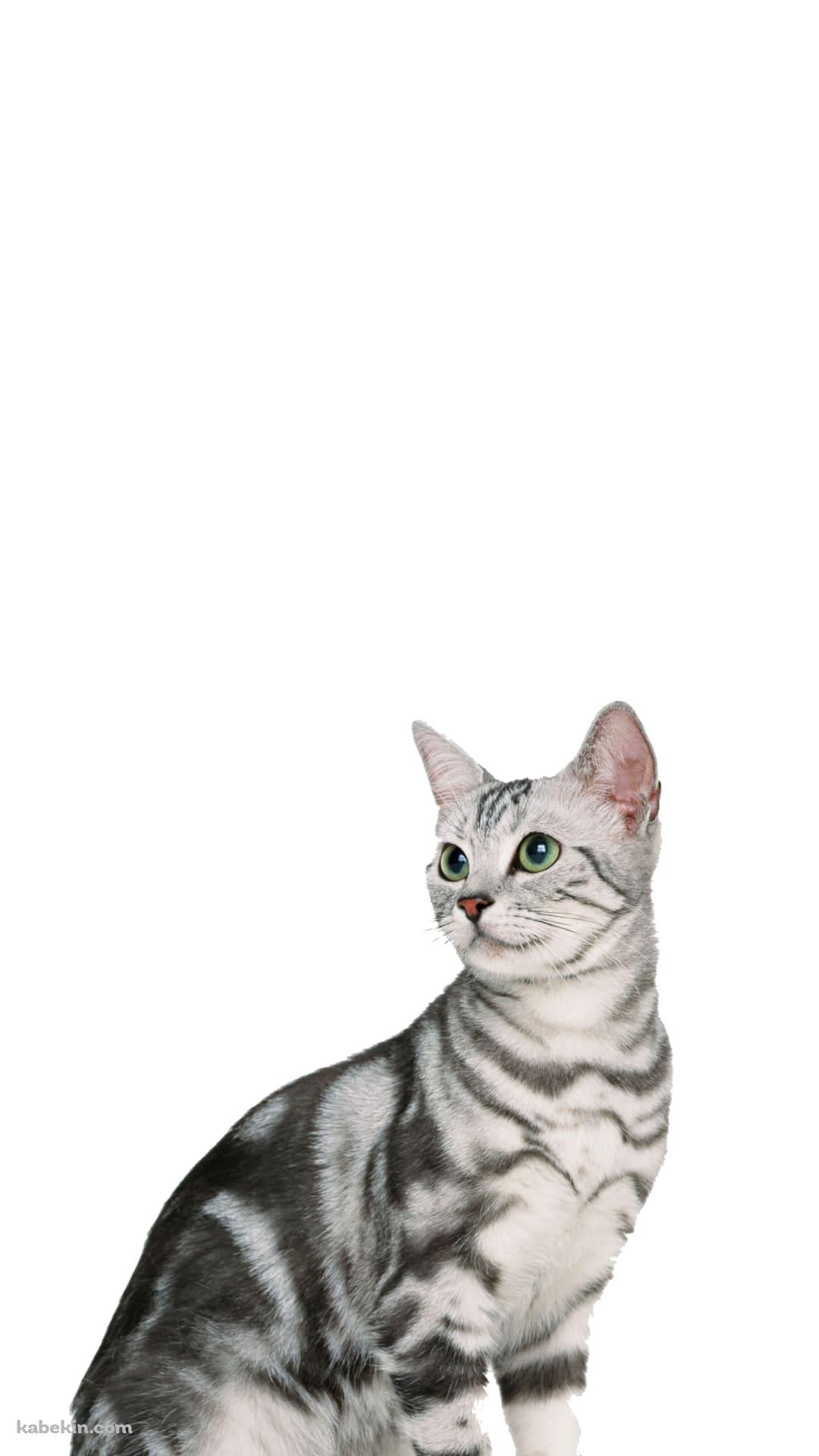 アメリカンショートヘア 猫のAndroidの壁紙(1080px x 1920px) スマホ用