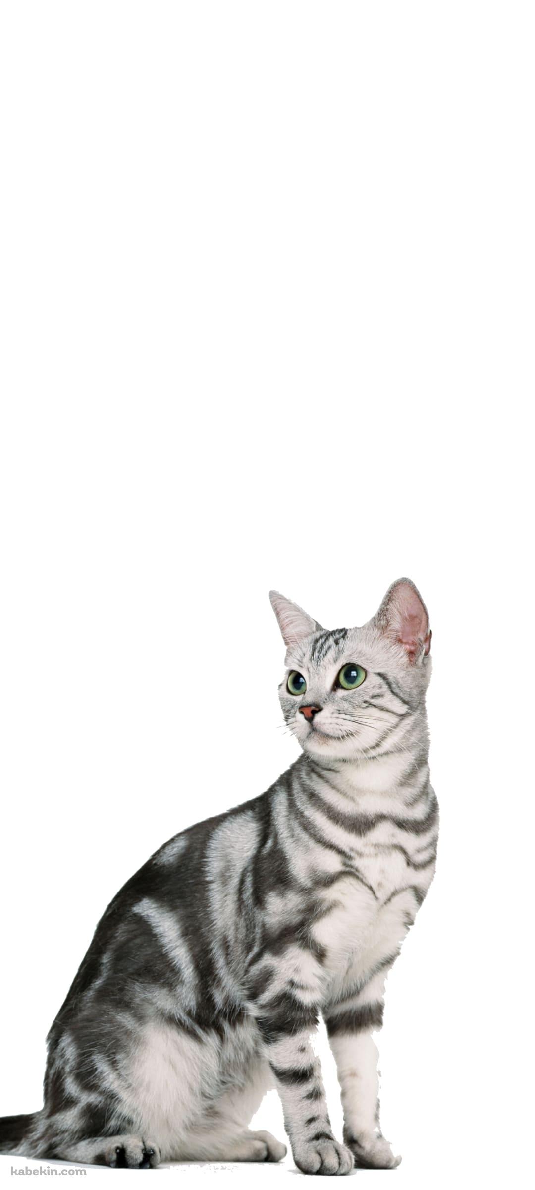アメリカンショートヘア 猫のAndroidの壁紙(1080px x 2400px) スマホ用