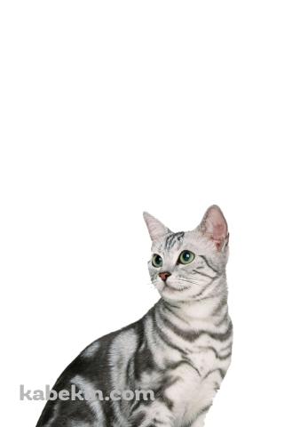 アメリカンショートヘア 猫のAndroidの壁紙(320px x 480px) スマホ用