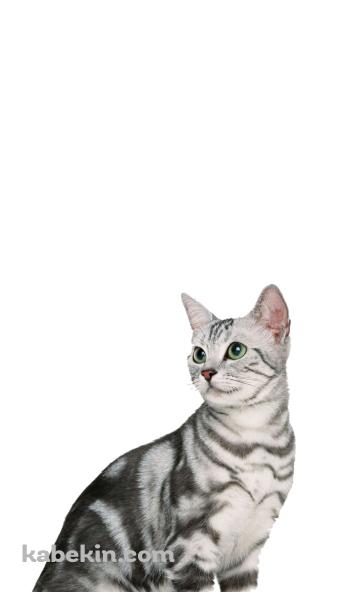 アメリカンショートヘア 猫のAndroidの壁紙(360px x 592px) スマホ用