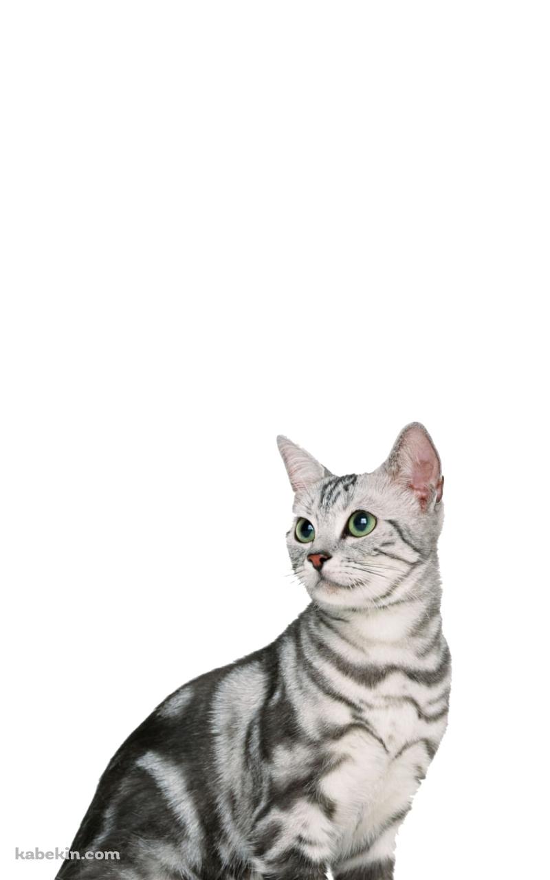 アメリカンショートヘア 猫のAndroidの壁紙(800px x 1280px) スマホ用