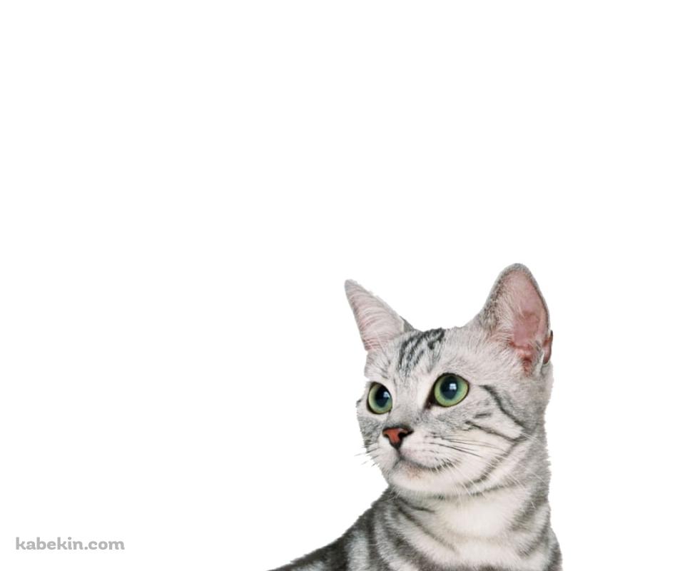 アメリカンショートヘア 猫のAndroidの壁紙(960px x 800px) スマホ用