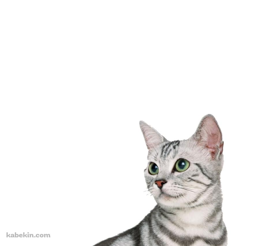 アメリカンショートヘア 猫のAndroidの壁紙(960px x 854px) スマホ用