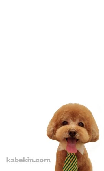 トイプードル 犬のAndroidの壁紙(360px x 592px) スマホ用