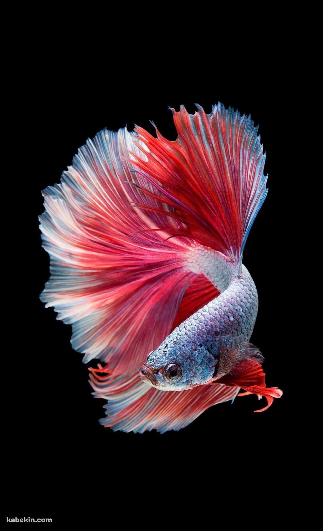 めちゃくちゃ綺麗な金魚のAndroidの壁紙(1080px x 1776px) スマホ用