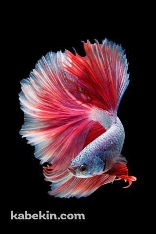 めちゃくちゃ綺麗な金魚のAndroidの壁紙(320px x 480px) スマホ用