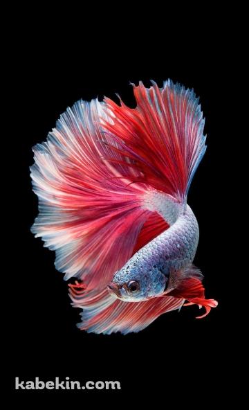 めちゃくちゃ綺麗な金魚のAndroidの壁紙(360px x 592px) スマホ用