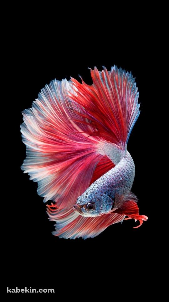 めちゃくちゃ綺麗な金魚のAndroidの壁紙(540px x 960px) スマホ用