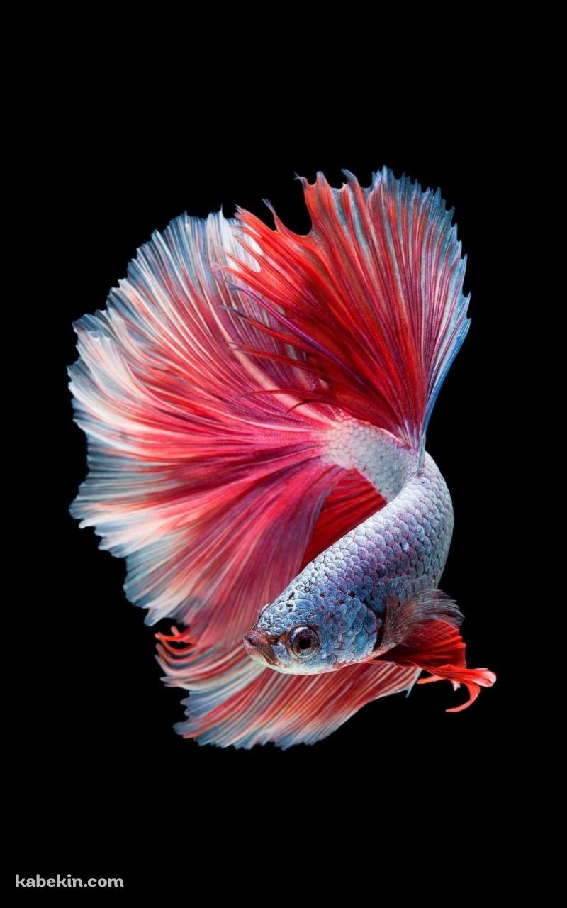 めちゃくちゃ綺麗な金魚のAndroidの壁紙(800px x 1280px) スマホ用