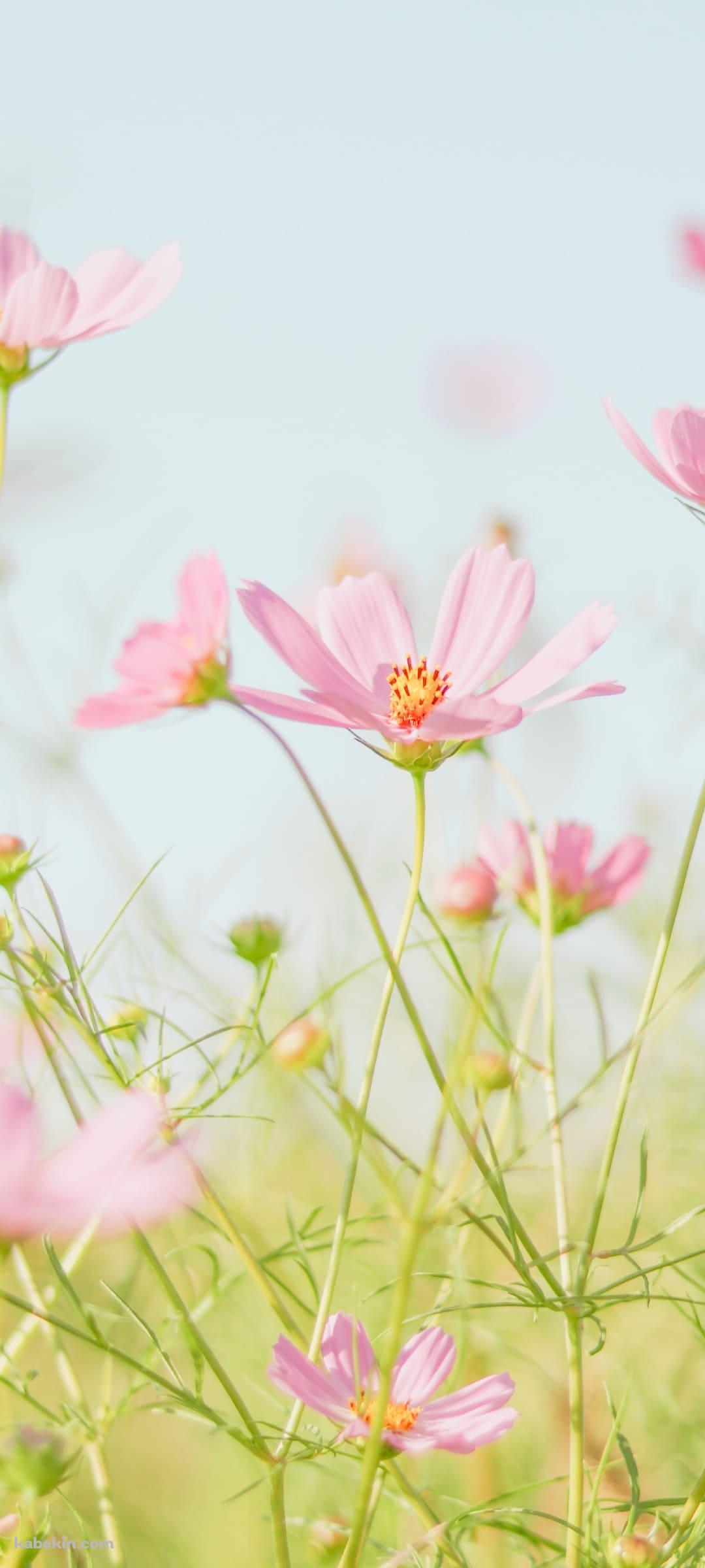 綺麗なピンクのコスモス畑のAndroidの壁紙(1080px x 2400px) スマホ用