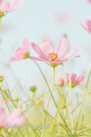 綺麗なピンクのコスモス畑のAndroidの壁紙(320px x 480px) スマホ用