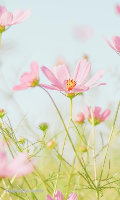 綺麗なピンクのコスモス畑のAndroidの壁紙(480px x 800px) スマホ用