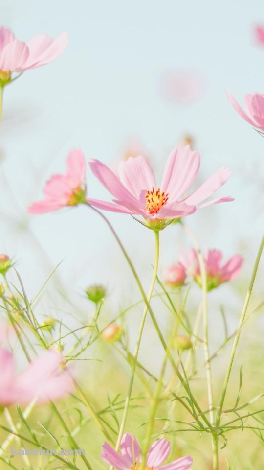 綺麗なピンクのコスモス畑のAndroidの壁紙(540px x 960px) スマホ用